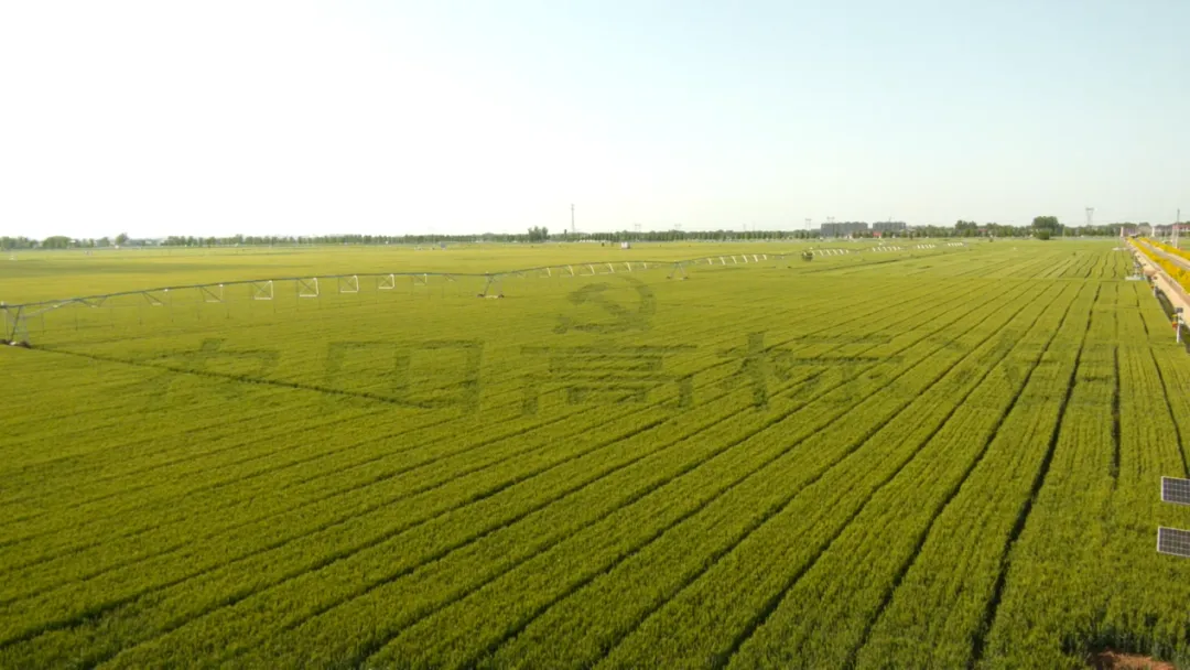 ���ߘ˜��r(n��ng)��������������ƪ���������ܻ����N�سɞ�&ldquo;�Ƽ���&rdquo;��